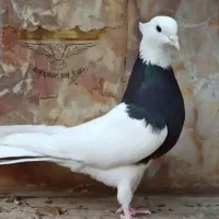 کفتر طوقی واکسی سیاه  نرگم‌شده