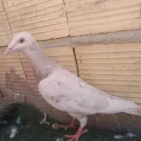 سار کرم ماده