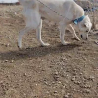 ماده پژدرسفیددم فحل