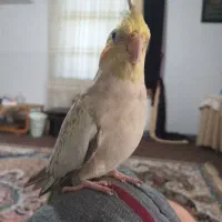 عروس هلندی گمشده در ماسال