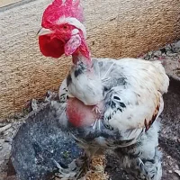 تخم مرغ برهما لاری کوشین ریشی|حیوانات مزرعه|بندر گناوه, |دیوار