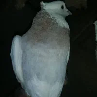 کفتر کبوتر طوقی و سینه و بزک سیاه ذات قدیمی بهشرط|پرنده|داراب, |دیوار