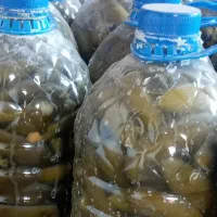 خیارشور‌اورگانیک|خوردنی و آشامیدنی|چنگ الماسی, |دیوار