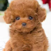 توله پودل های ناز