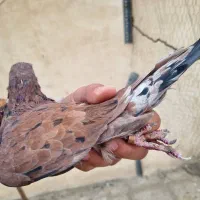 سرخ سرور نر