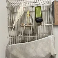 عروس هلندی|پرنده|بافق, |دیوار