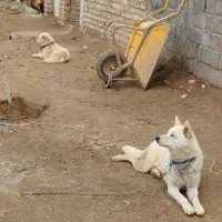هاسکی سفید چشم آبی نر