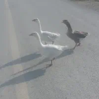 سه تا غاز
