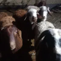 بره نر|حیوانات مزرعه|سمنان, |دیوار