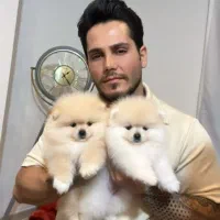 سگپامرانین.اصل وارداتی|سگ|تهران, هوانیروز|دیوار