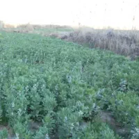 زمین کشاورزی