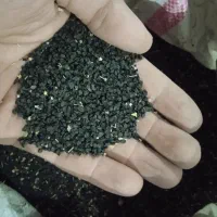 بذر پیاز قرمز