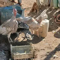 بوقلمون نر ۶ عدد|حیوانات مزرعه|اردبیل, |دیوار