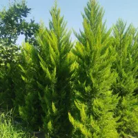 کاج لاوسون سرطلایی|خدمات باغبانی و درختکاری|عباس‌آباد, |دیوار