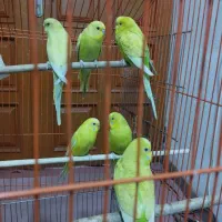 ۶عددمرغ عشق|پرنده|ایلام, |دیوار