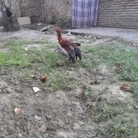 خروس با جوجه|پرنده|خان ببین, |دیوار