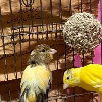 قناری ماده|پرنده|ساوه, |دیوار