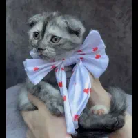 بچه گربه اسکاتیش دبل فولد