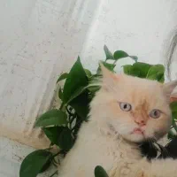 گم شده گربه پرشین نر