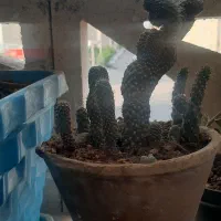 گل اشک|گل و گیاه طبیعی|محمدیه-قزوین, |دیوار