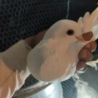 کبوتر ابلاغ و آغ لوتی