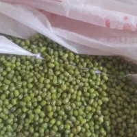 فروش ۲۰۰کیلو ماشک تمیز