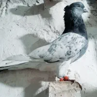 رنگه عطیقه توقی کله سینه تهرانی