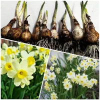 پیاز گل نرگس معطر شیرازی