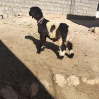 دوعدد بره نر اصلی میش نرمیش|حیوانات مزرعه|شهرکرد, |دیوار