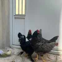 مرغ و خروس ۷ ماهه