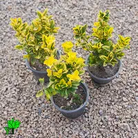 اجرای باغچه کاری و فضای سبز|خدمات باغبانی و درختکاری|بیرجند, |دیوار