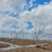 باغ پسته  قیمت توافقی|فروش دفتر صنعتی، کشاورزی، تجاری|شادمهر, |دیوار