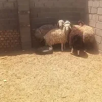 بره و قوچ