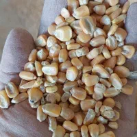 ذرت دانه برزیل