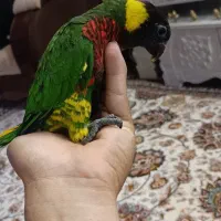 جوجه سرلاکی راهب خورشیدی کوتوله گرینچیک سانچیک|پرنده|تربتحیدریه, یحیی آباد|دیوار