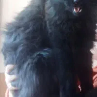 واگذاری فوری گربه پرشین بلکی|گربه|شاهینشهر, سعدی شمالی|دیوار