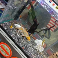 ماهی کویی پولک اسرائیلی|ماهی|دورود, |دیوار