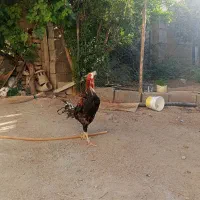 خروس و مرغ لاری