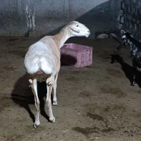 میش چینی|حیوانات مزرعه|چغادک, |دیوار