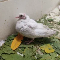 کبوتر|پرنده|اسلامآباد غرب, |دیوار