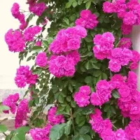 خدمات باغبانی از صفر تاصد درتمام نقاط تهران حومه