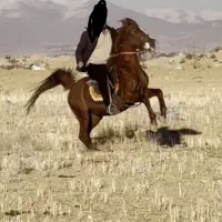 اسب کرد سردم گیر جفت زن