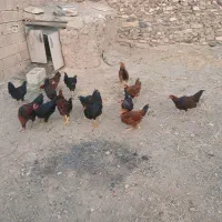 جوجه خروس