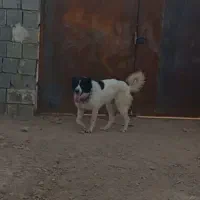 ماده قدرجونی