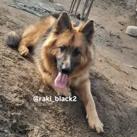 سگ ژرمن شولاین