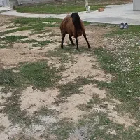 توقلی ماده|حیوانات مزرعه|سیمین شهر, |دیوار