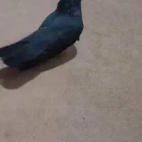 کبوتر سیاه بوشهری