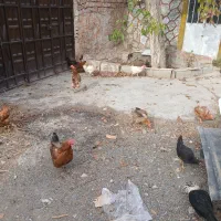 خروس و مرغ|حیوانات مزرعه|شبستر, |دیوار