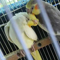 عروس هلندی عروس هلندی