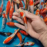 پک ماهی کوی صد در صد نژاد